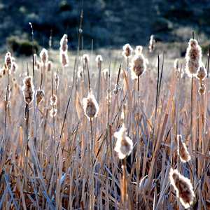 Cattails
