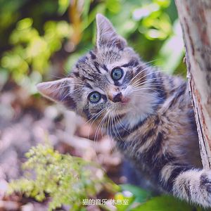 优美小猫器乐