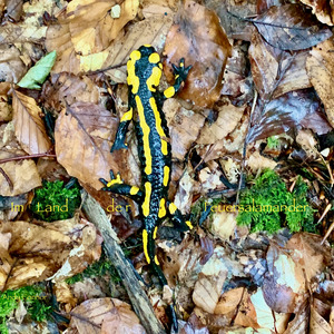 Im Land der Feuersalamander