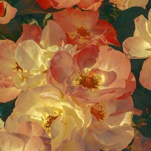 睨めっ娘（Cover友成空）（AI立青）