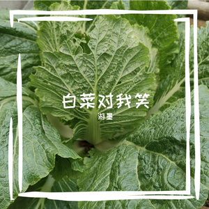 白菜对我笑