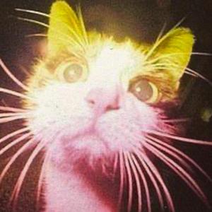 purrfect