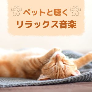やんちゃな子猫