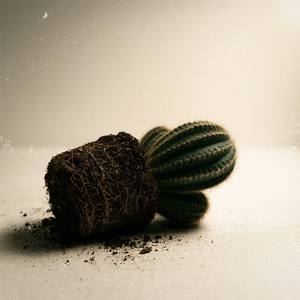 uprooted