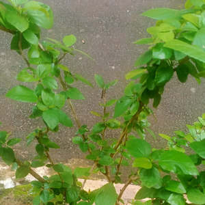 Salah kah ku mengharap