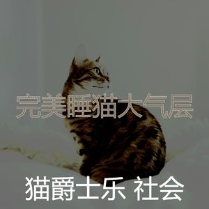 一尘不染小猫印象数