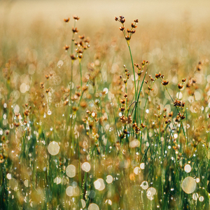 정신적 건강을 위한 명상음악 (치유 효과)