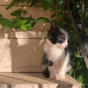 Under your spell X Fashion Killa