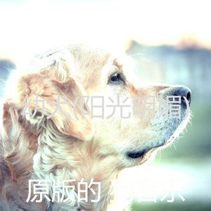 睡觉的小狗(可爱的)