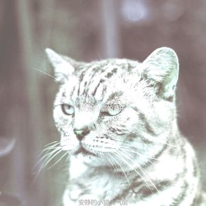 微妙的可爱的猫心情