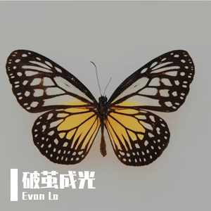 《破茧成光》