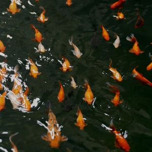 坏比好强大（prod.sarustudio）