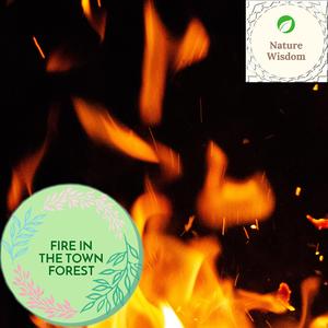 Iced Days Feeding Fire