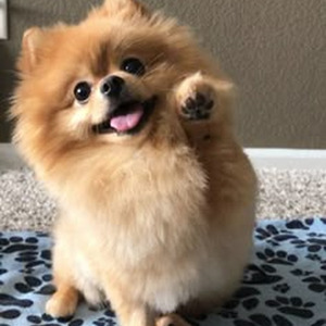 Black Beauty (slowed)