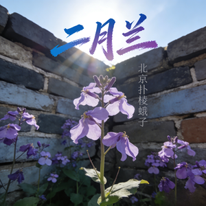 二月兰 伴奏