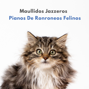 Maullidos De Piano