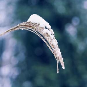 小雪节气好