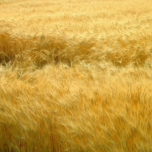 美丽的姑娘 （03年磁带翻录）