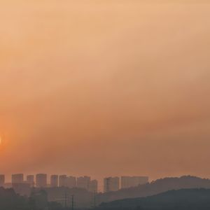 夏日林间的爱与成长
