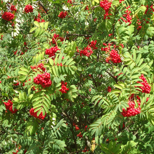 Hannover Mar 2, 1996 (Live)