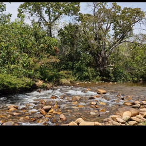 RIVER AND HORSE IN PEACE (Jazz)