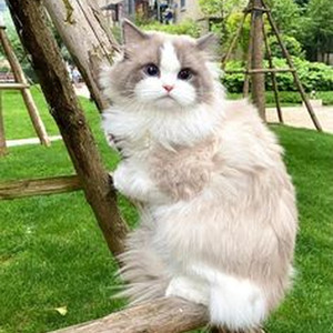 All I Want For Christmas Is You