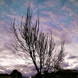 Lay A Lilac At My Grave