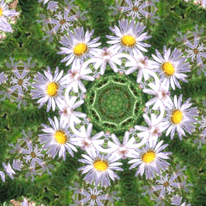 De roep van de nachtuil