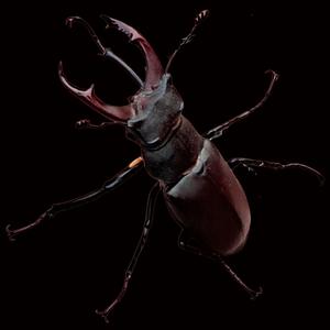 Bugs