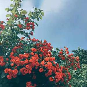 我的将军啊（女版）花间WAV