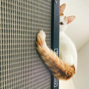 Eastern Mountain Lion