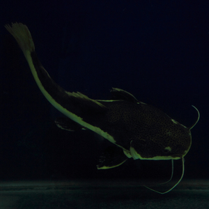 公益石沉大海之JS小儿蹴鞠额康破尼门特