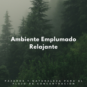 Canción De Pájaros Calma Para La Concentración