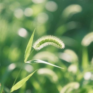 流萤歇在狗尾草