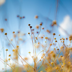 Unkissed Goodbye