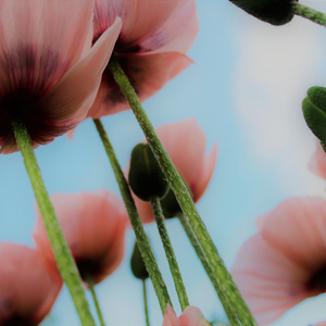 上善若水 (优美轻音乐)