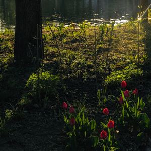 从窗台的树到宇宙爆炸Ⅱ
