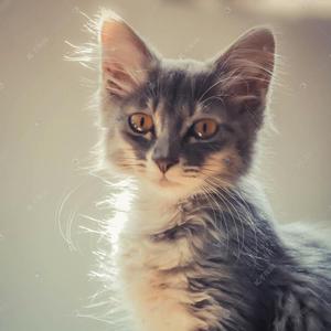 不肯过江东 (10)