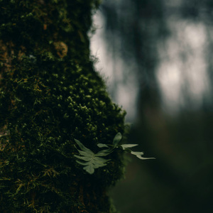 Along the Quiet Forest