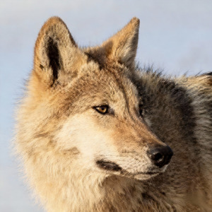 若尔盖草原的风