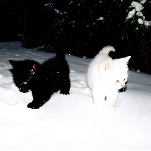 我会爱你三万次