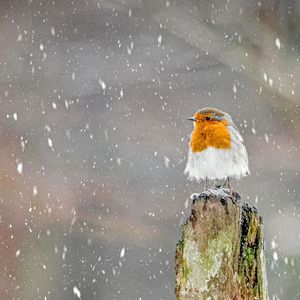 雪艳