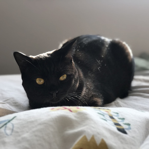 承诺是个坏女孩