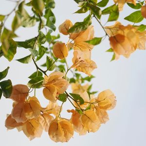 周杰伦“七里香”四月Type Pop beat