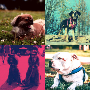 安静的小狗声音