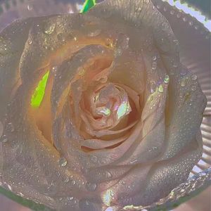 玫瑰少年（翻自：王靖雯）