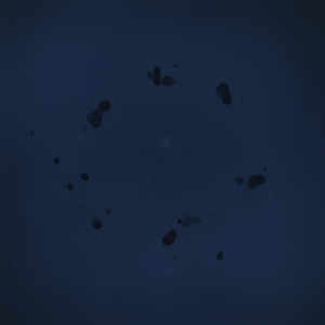 Marguerite Gachet at the Piano