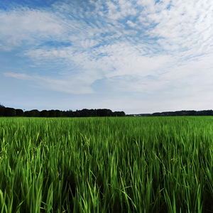 故湘间(prod Evo Music)