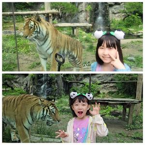 호랑이 귀여워 나랑 놀아줘 나를 지켜줘