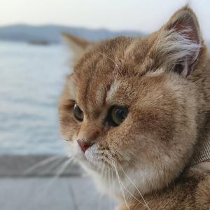 《蓝莓的心情》